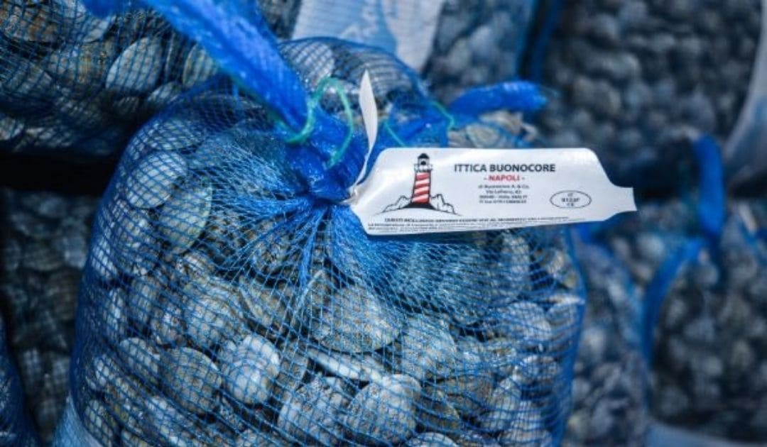 Wedge clams: everything you need to know