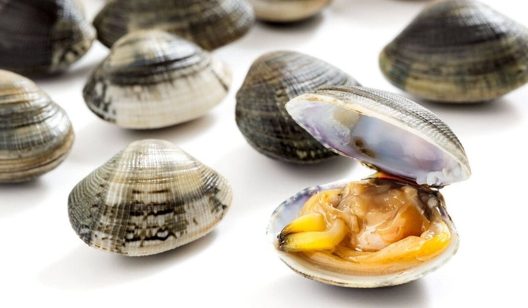 Clams and cholesterol: how to eat them safely