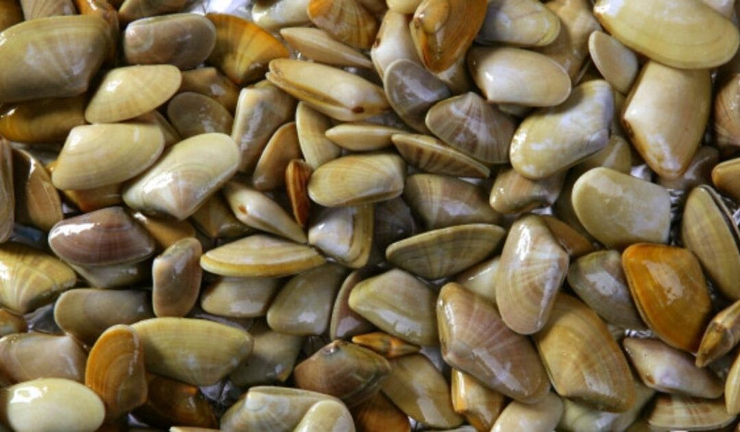 Wedge clams during pregnancy: here’s best way to eat them