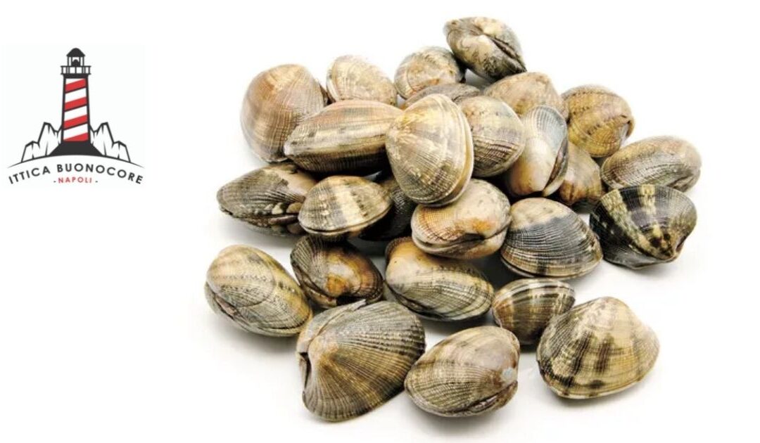 How to store clams: Ittica Buonocore’s tips