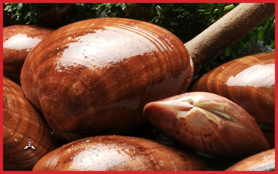 Come pulire i fasolari: la guida di Ittica Buonocore