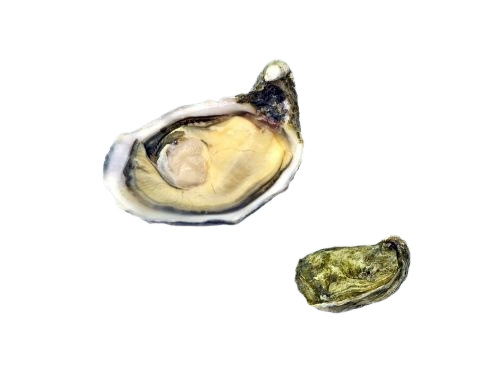 Ostrica La Plaide Poget