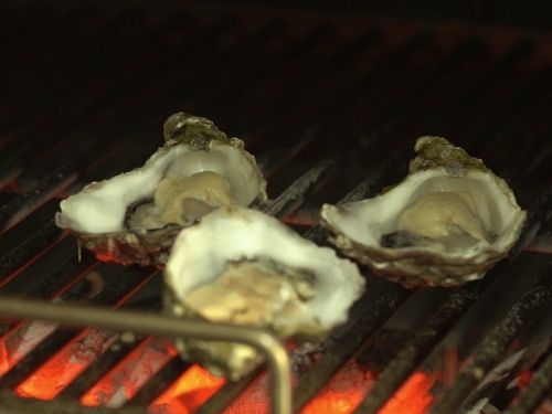 Special Sentinelles oysters on embers
