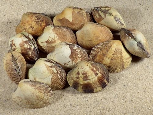 Vongole Ruditapes Philippinarum