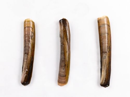 Razor Clams