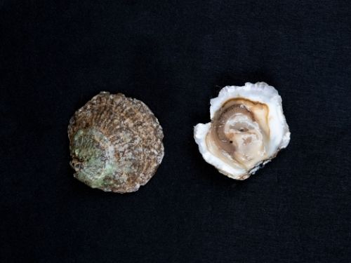 Oyster on dark background