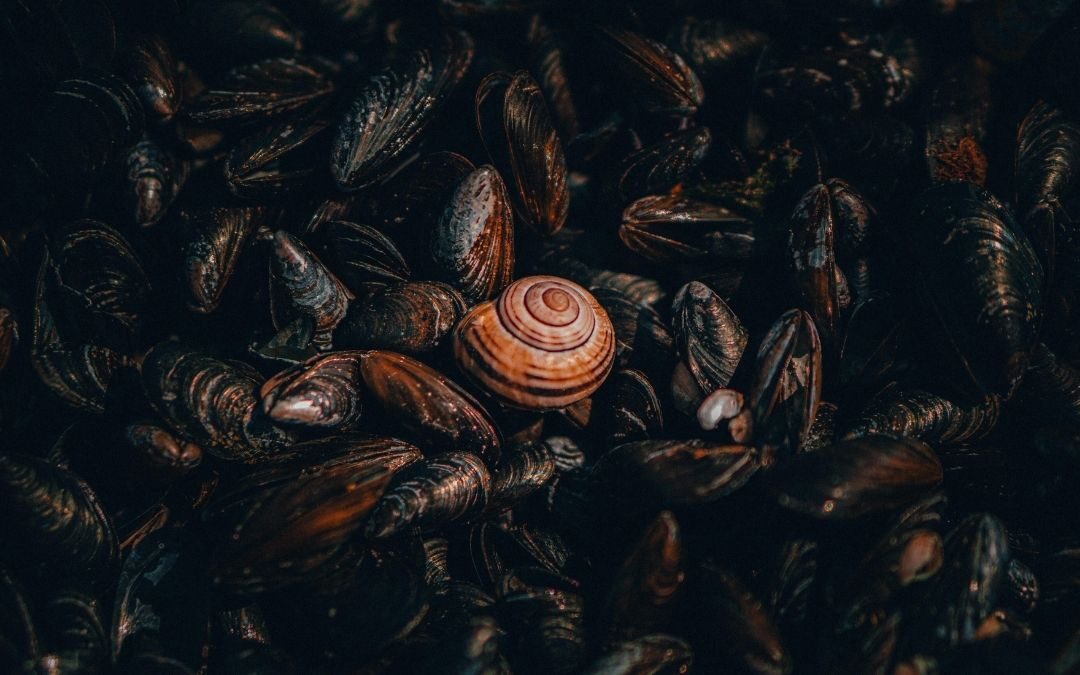 I molluschi migliori amici del mare nel catturare CO2