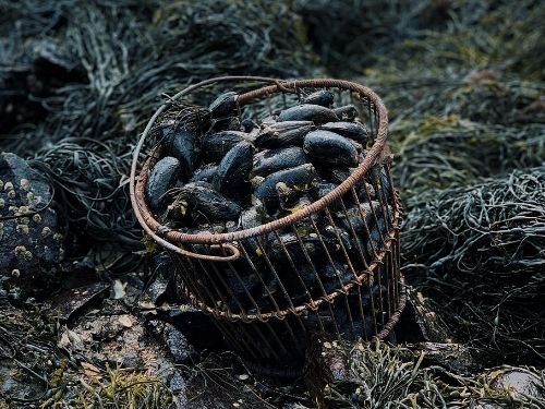 Cesto pieno di cozze