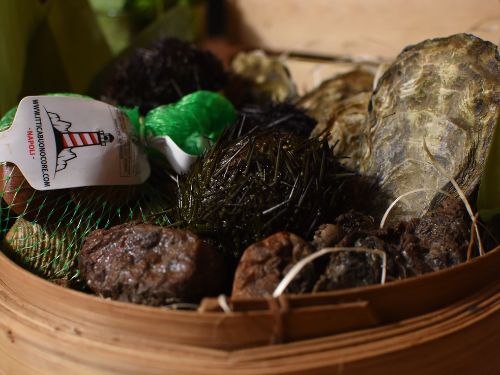 riccio di mare ittica buonocore