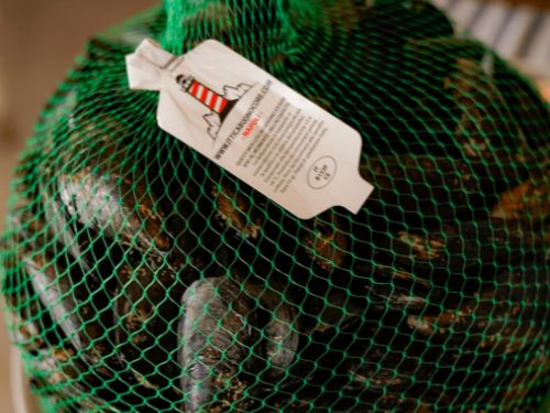 Cozze Ittica Buonocore