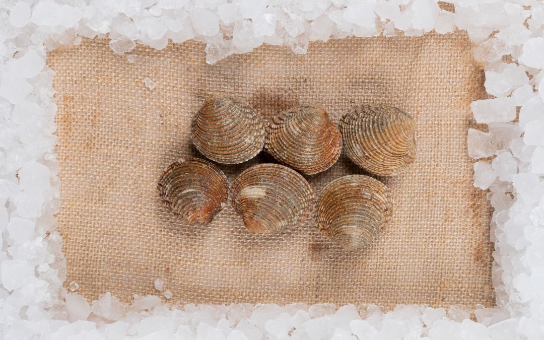 tartufi di mare pulizia, apertura e sicurezza igienica