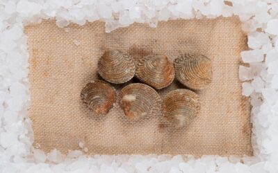 Tartufi di mare: pulizia, apertura e sicurezza igienica