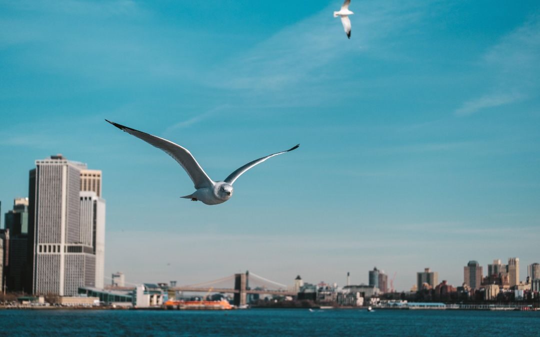 emergenza climatica a new york il ruolo fondamentale delle ostriche per combatterla