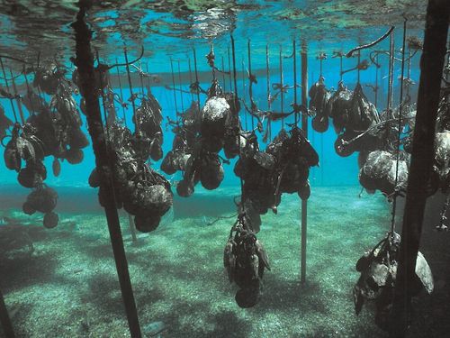 Allevamento ostriche