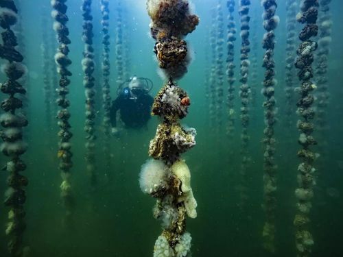 Barriera di ostriche