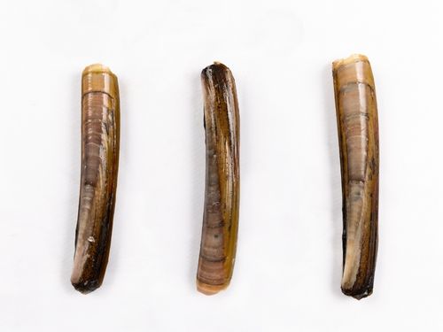 Cannolicchi Ittica Buonocore