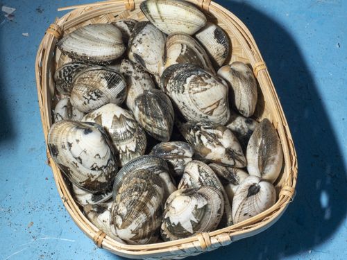 Clams in a basket