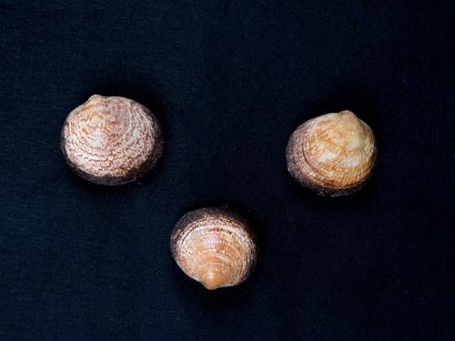Donax clams on a dark background