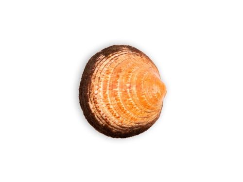 Variegated scallop