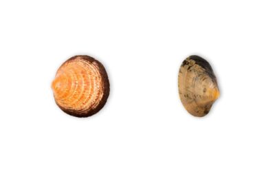 Donax clam or European clam?