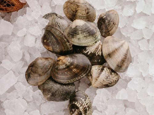 Donax clams on ice