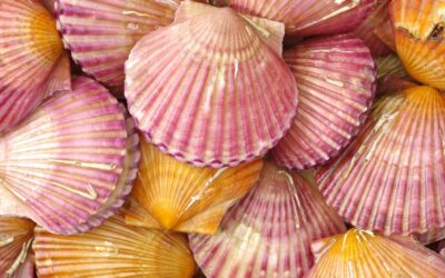 Come aprire e pulire i canestrelli di mare?