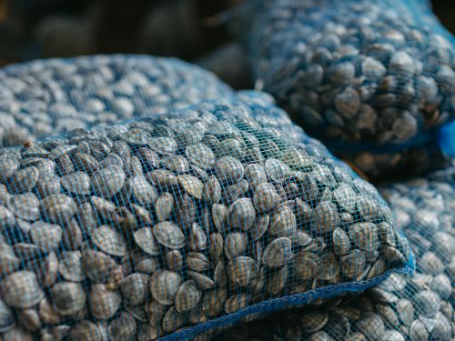 Lupini di mare in rete