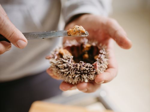 Uomo pulisce un riccio di mare