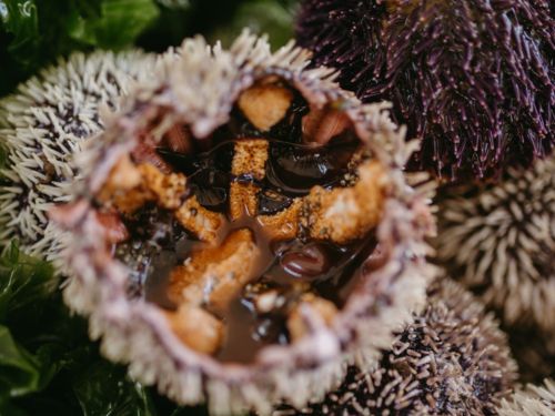 Riccio di mare aperto