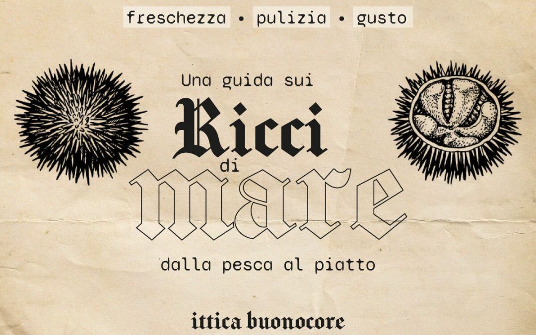 quali sono le parti commestibili dei ricci