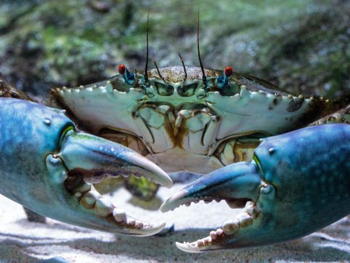 Close-up of a blue crab