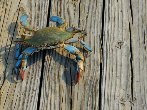 Blue crab walking on wooden boards.