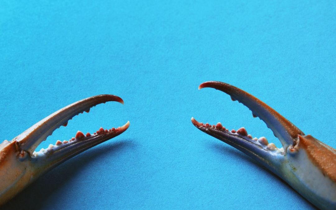 Granchio blu tutto ciò che c’è da sapere sul crostaceo che mette in pericolo le acque italiane