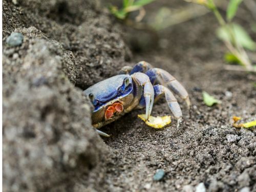 Blue crab walks on land