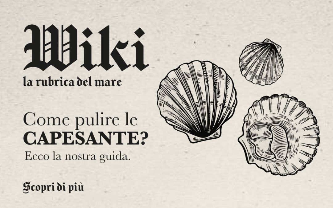 Come pulire le capesante guida alla scelta e al consumo di questi gustosi molluschi
