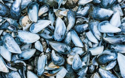 Where should you dispose of mussel shells? Knowing this helps fight environmental pollution