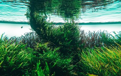 Ocean acidification: why is it a threat to marine life?