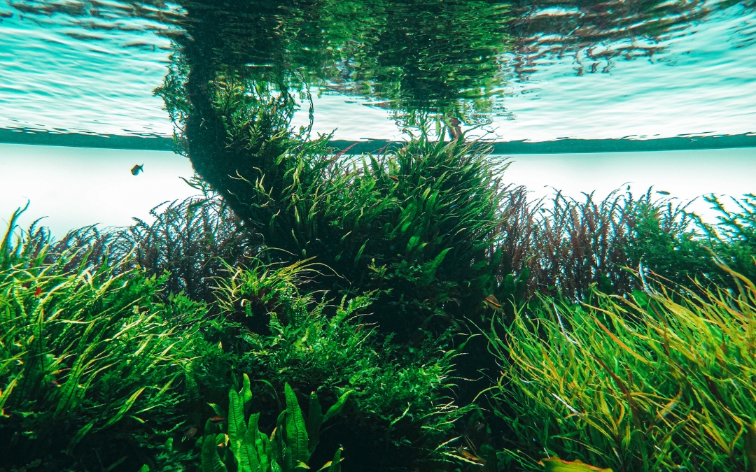 Acidificazione degli oceani perché rappresenta un'insidia per le creature marine