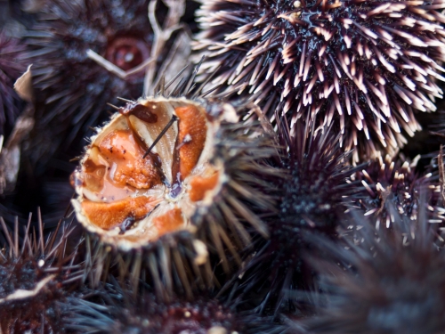 Sea urchins