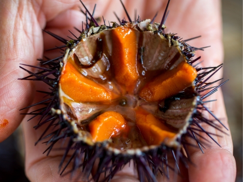 Open sea urchin