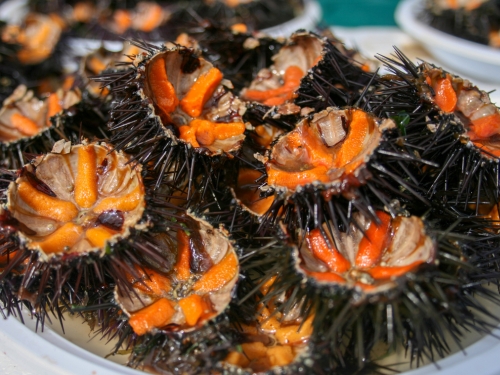 Sea urchins