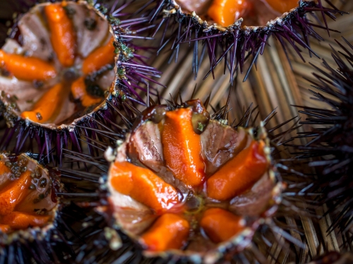 Sea urchins