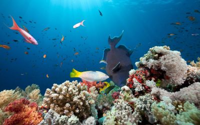 Le specie “aliene” nel Mar Mediterrano: perché rappresentano una minaccia