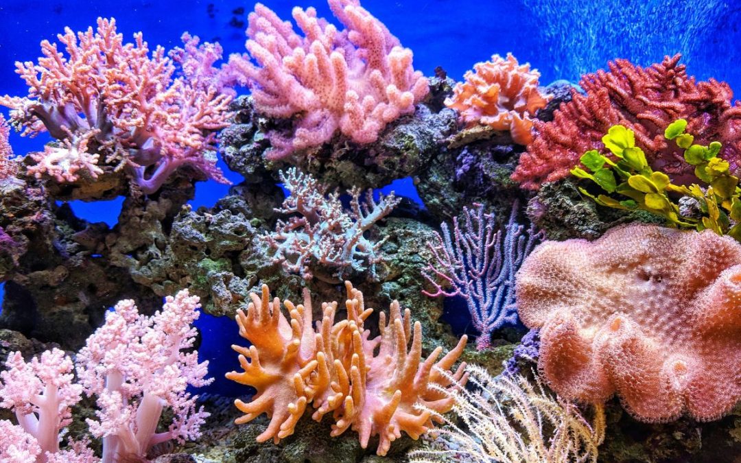 Coral Reefs: their role in marine ecosystems