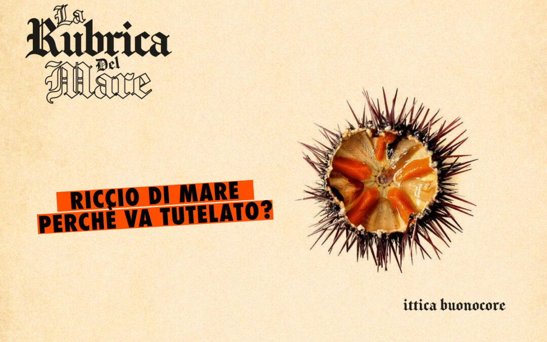 Riccio di mare: perché va tutelato
