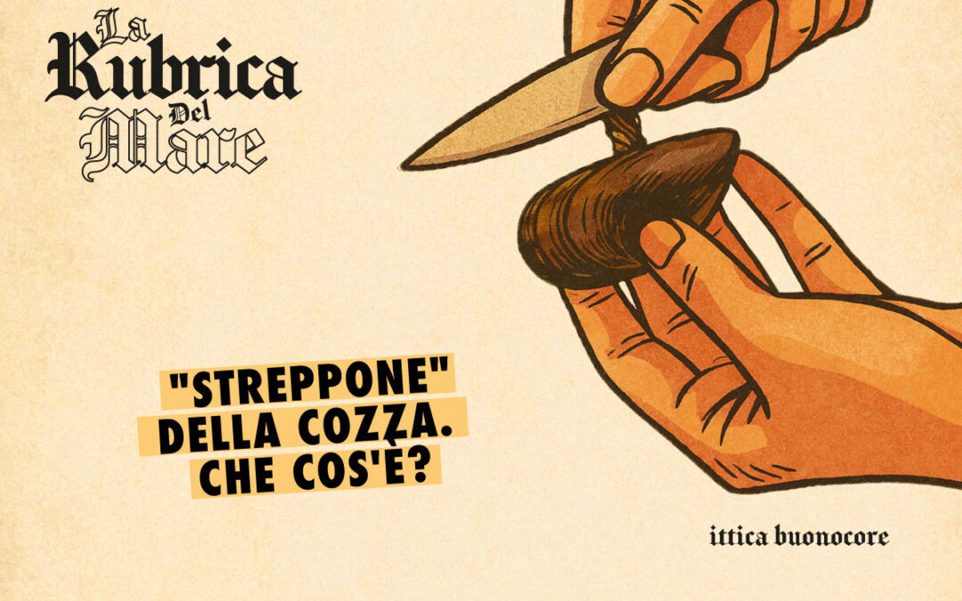 Lo “Streppone” della cozza: cos’è, perché devi assolutamente toglierlo e come fare