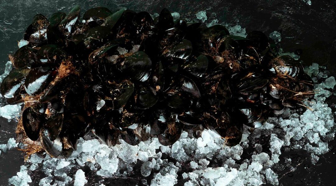 5 curiosità sulle cozze: dal Paleolitico alla nostra tavola