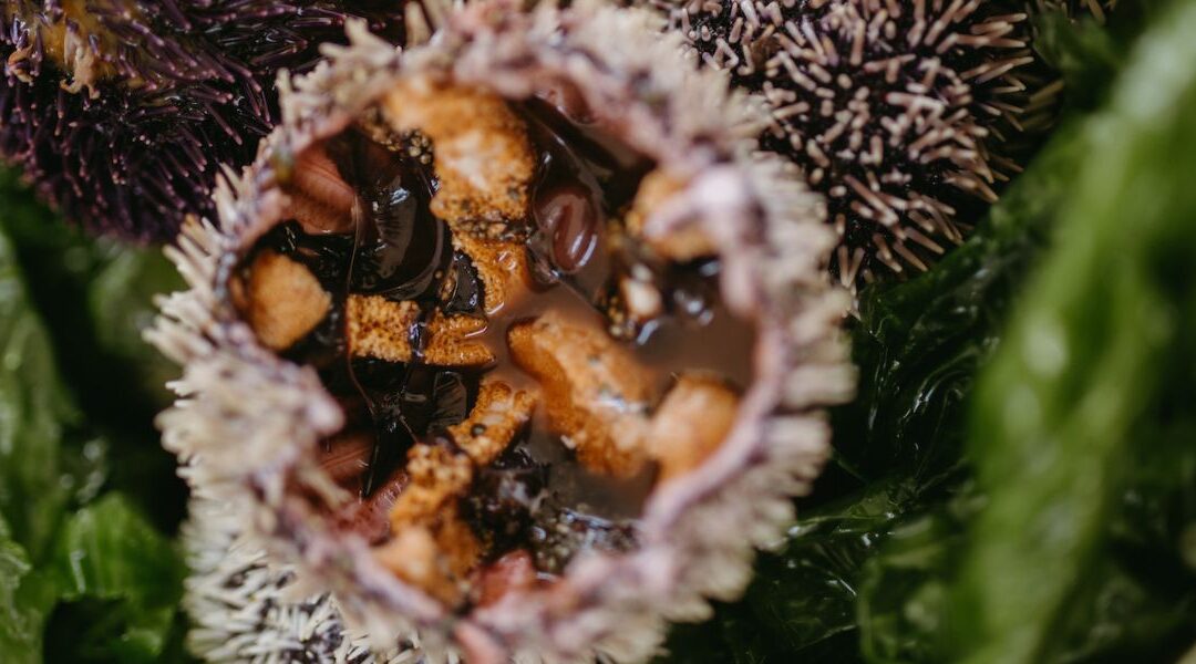 Come si conserva la polpa dei ricci di mare?