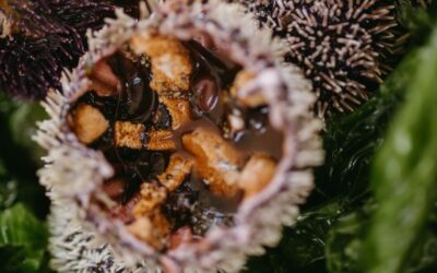 Come si conserva la polpa dei ricci di mare?