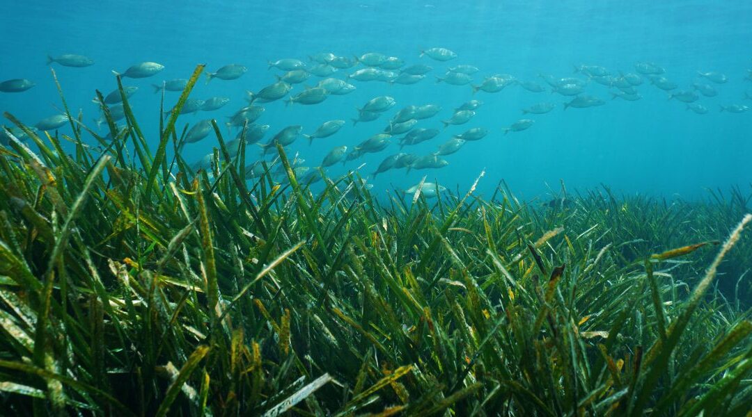 Prateria di Posidonia Oceanica